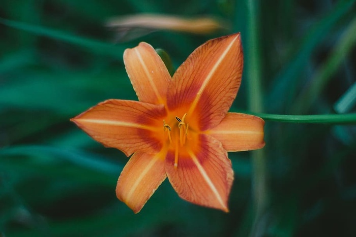 橙色百合花，橙色，花，自然，植物，户外，花园，模糊