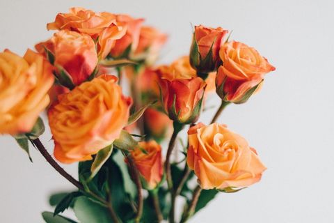橙色玫瑰排列、黄色、玫瑰、花朵、花瓣、叶子、自然、植物群 橙色玫瑰排列、黄色、玫瑰、花朵、花瓣、叶子、自然、植物群
