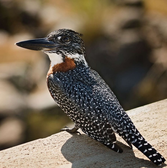 翠鸟、鸟类、鸟类、喙、眼、羽毛、动物群、图案