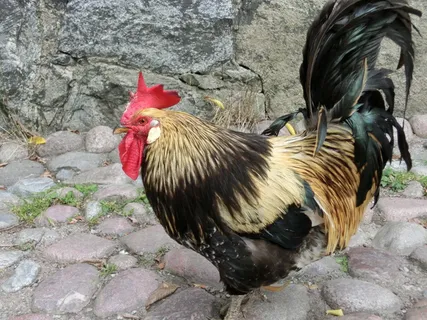 gallo,crest,动物,鸡笼,动物,喙,鸟,动物主题 gallo,crest,动物,鸡笼,动物,喙,鸟,动物主题