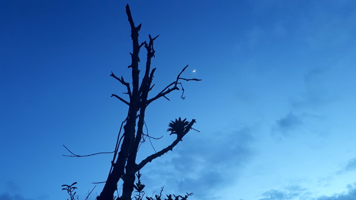 哥伦比亚，támesis，amanecer，luna，tamesis antioquia，ok web，sky，plant