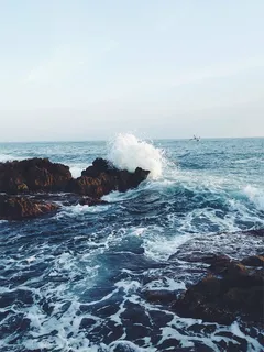 白色,灰色,鸟,飞翔,海浪,飞溅,岩石,白天 白色,灰色,鸟,飞翔,海浪,飞溅,岩石,白天