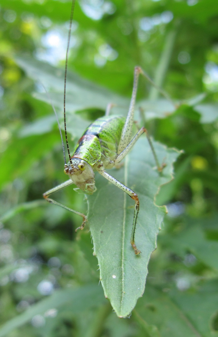 昆虫、昆虫、绿色、蟋蟀、蚱蜢、surez、动物、无脊椎动物