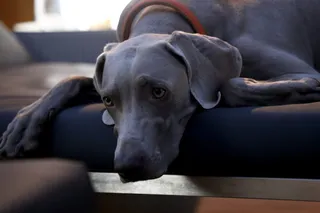 成人蓝色weimaraner，犬类，宠物，狗，哺乳动物，动物，垫子，家具