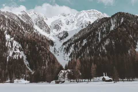 白色小屋附近的棕色森林