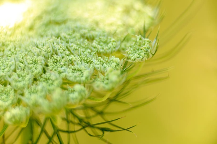 花卉、自然、特写、白色、绿色、植物、新鲜度、食物和饮料