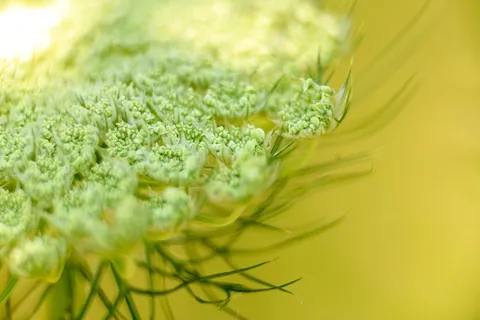 花卉、自然、特写、白色、绿色、植物、新鲜度、食物和饮料