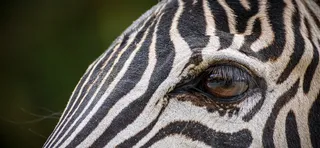 斑马、眼睛、头部、条纹、细节、条纹、肖像、特写