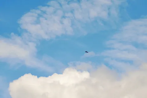 云-天空，飞行，天空，低角度视图，鸟，动物主题，动物，脊椎动物