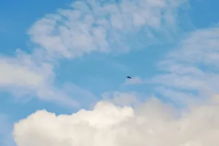 云-天空，飞行，天空，低角度视图，鸟，动物主题，动物，脊椎动物