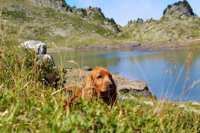 狗，可卡，可卡猎犬，动物，绿草，英国可卡，山，湖