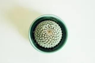 绿盆里的绿仙人掌