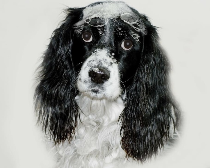 特写照片，黑，白，骑士，查尔斯国王，英国斯普林格猎犬，狗，苏迪赛迪