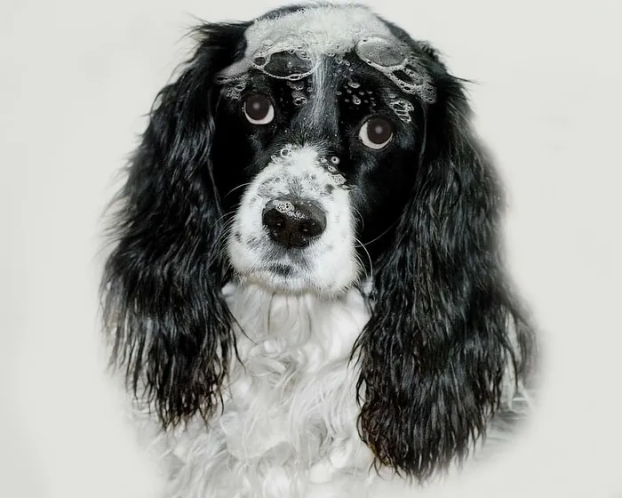 特写照片，黑，白，骑士，查尔斯国王，英国斯普林格猎犬，狗，苏迪赛迪