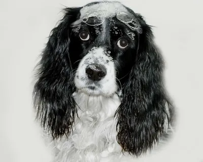 特写照片,黑,白,骑士,查尔斯国王,英国斯普林格猎犬,狗,苏迪赛迪 特写照片,黑,白,骑士,查尔斯国王,英国斯普林格猎犬,狗,苏迪赛迪