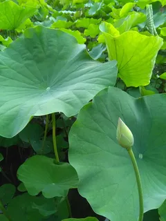 莲花,荷叶,绿色,叶子,自然,植物,睡莲,睡莲 莲花,荷叶,绿色,叶子,自然,植物,睡莲,睡莲