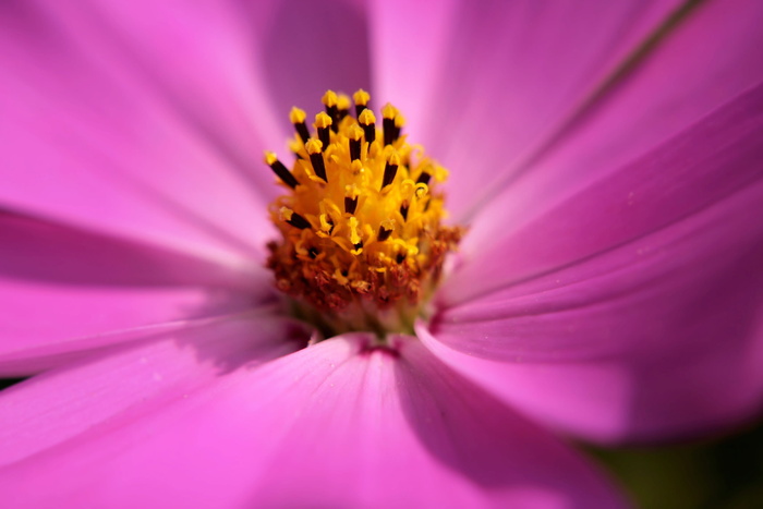 cosmea，花朵，粉色，雌蕊，花园，自然，开花，开花