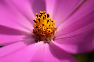 cosmea，花朵，粉色，雌蕊，花园，自然，开花，开花