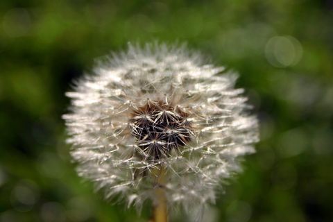 蒲公英,种子,自然,草地,蒲公英,种子,尖花,封闭,伞 蒲公英,种子,自然,草地,蒲公英,种子,尖花,封闭,伞