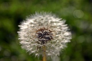 蒲公英，种子，自然，草地，蒲公英，种子，尖花，封闭，伞