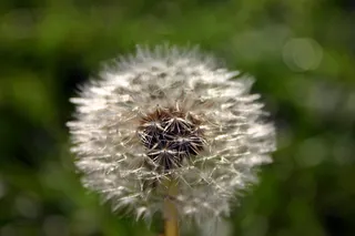 蒲公英，种子，自然，草地，蒲公英，种子，尖花，封闭，伞