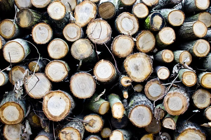 斯特罗姆、斯特罗姆、伊兹、普拉特基、příroda、莱西、德埃沃、hnědý