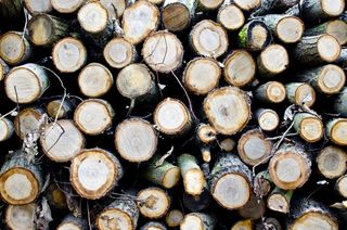 斯特罗姆、斯特罗姆、伊兹、普拉特基、příroda、莱西、德埃沃、hnědý