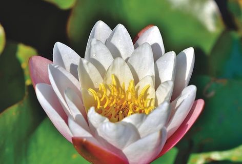 睡莲,池塘,湖泊,睡莲垫,开花,开花,水生植物,玫瑰湖 睡莲,池塘,湖泊,睡莲垫,开花,开花,水生植物,玫瑰湖