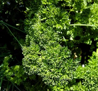 欧芹，香草，植物，烹饪香草，食品，健康，新鲜，绿色