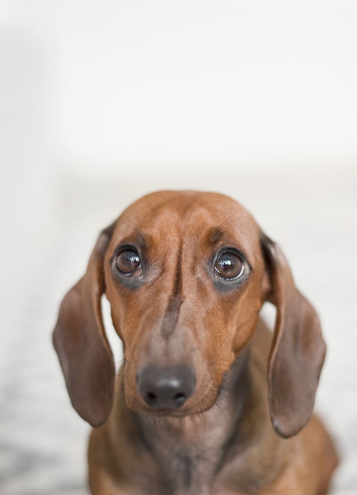 红色达克斯猎犬特写照片