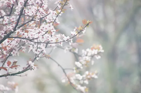 梅花，花，李花，自然，中国风，静态，鱿鱼，植物