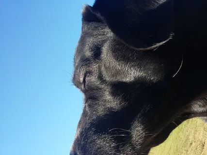 哺乳动物、动物、宠物、狗、户外、自然、马、植被