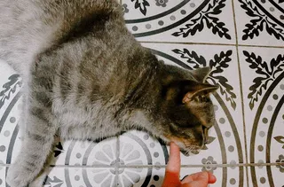 哺乳动物、宠物、猫、动物、manx、阿比西尼亚、家居装饰、亚麻布