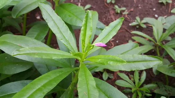 泰国人参, 人参, 草本植物, 绿色, 蔬菜, 植物部分, 叶, 增长 泰国人参, 人参, 草本植物, 绿色, 蔬菜, 植物部分, 叶, 增长