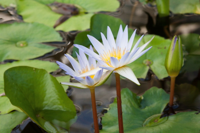 睡莲、睡莲、湖玫瑰、水生植物、花瓣、浅蓝色、黄色、绿色