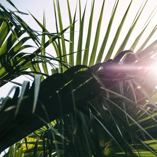 绿色，雄伟植物，白天，热带，背光，棕榈叶，棕榈叶