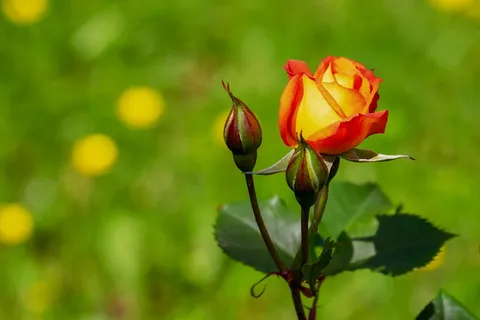 微距摄影,黄色,红色,玫瑰色,花朵,花朵,花朵,黄橙色 微距摄影,黄色,红色,玫瑰色,花朵,花朵,花朵,黄橙色