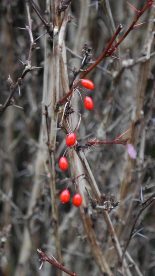 火棘、山楂、灌木、树篱、食品、食品和饮料、红色、健康饮食