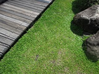 花园，腐木，石头，腐木，植物，绿色，高角度视野，自然