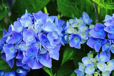 绣球花,花,花序,开花植物,花,植物,特写,美丽的自然 绣球花,花,花序,开花植物,花,植物,特写,美丽的自然
