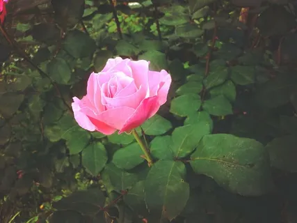 粉色玫瑰花,宏,照片,粉色,玫瑰,花,叶,粉色 粉色玫瑰花,宏,照片,粉色,玫瑰,花,叶,粉色