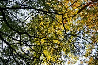 蓝花楹树, 树, 高大, 冠层, 天空, 开销, 分支机构, 叶子