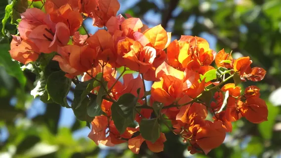 花,自然,春天,花,生长,植物,户外,自然之美 花,自然,春天,花,生长,植物,户外,自然之美