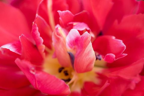 郁金香，重瓣郁金香，粉色，春天，花朵，近景，鬱金香, 花