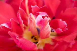 郁金香，重瓣郁金香，粉色，春天，花朵，近景，鬱金香, 花