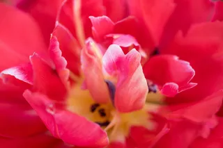 郁金香，重瓣郁金香，粉色，春天，花朵，近景，鬱金香, 花