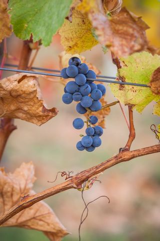 蓝莓树，植物，自然，水果，食物，葡萄，户外，乡村