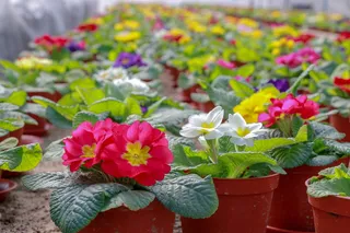 花卉，温室，植物，绿色，花园，夏天，蔬菜园，收获