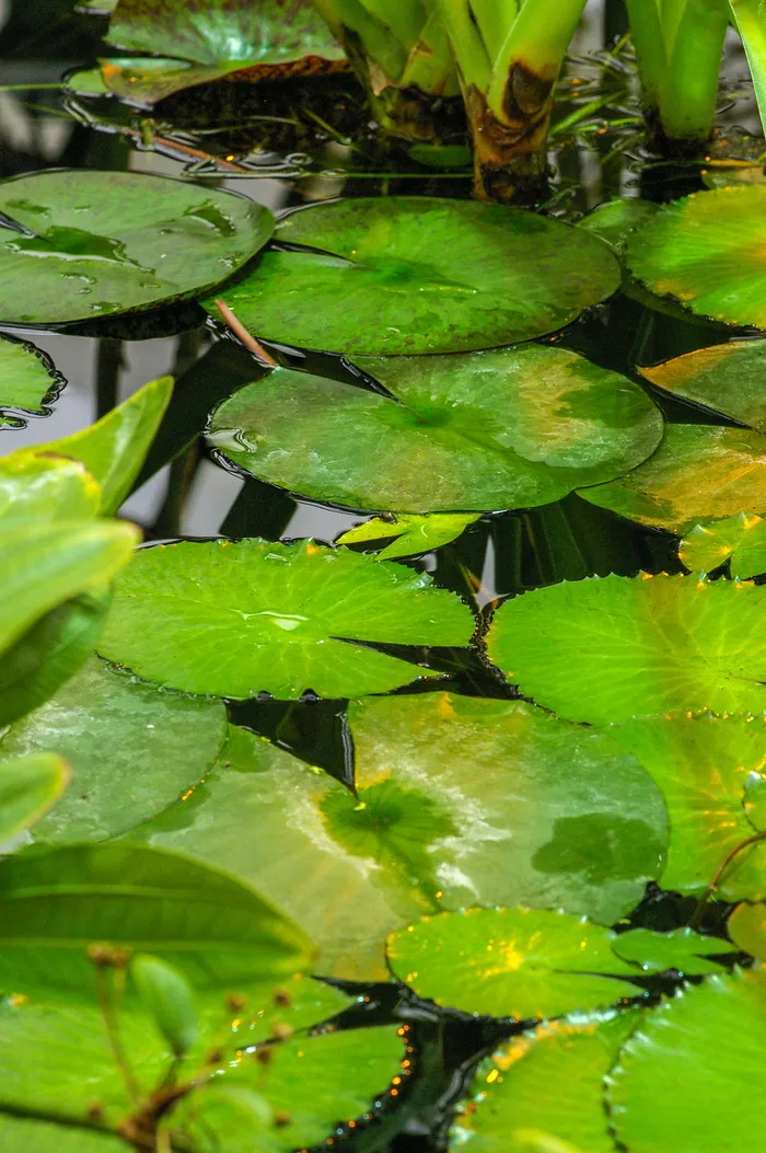俄罗斯，莫斯科，阿普特卡斯基奥戈罗德，花园，水，自然，树叶，树叶