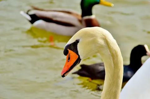天鹅，鸟，水鸟，水，湖，施维姆沃格尔，白鸟，白天鹅